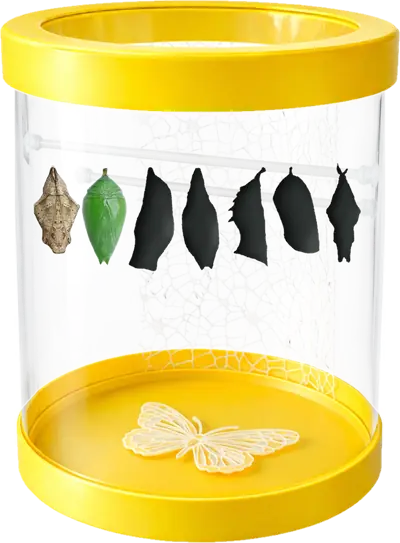 Gelbe Schmetterlingsfarm: Caligo, Morpho und fünf Überraschungspuppen