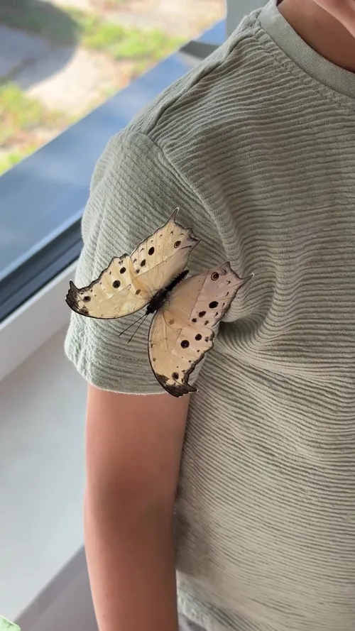 Schmetterling sitzt auf der Schulter eines Kindes